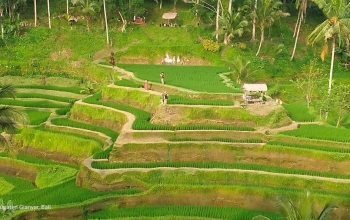 View of green rice terraces in Tegalalang, Ubud, Bali